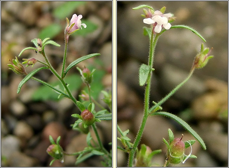 Small Toadfax, Chaenorhinum minus, Buaflon minus