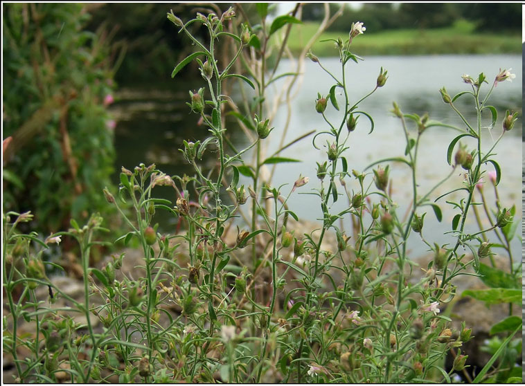 Small Toadfax, Chaenorhinum minus, Buaflon minus