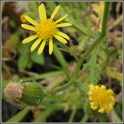 Sticky Groundsel, Senecio viscosus, Grnlas greamaitheach