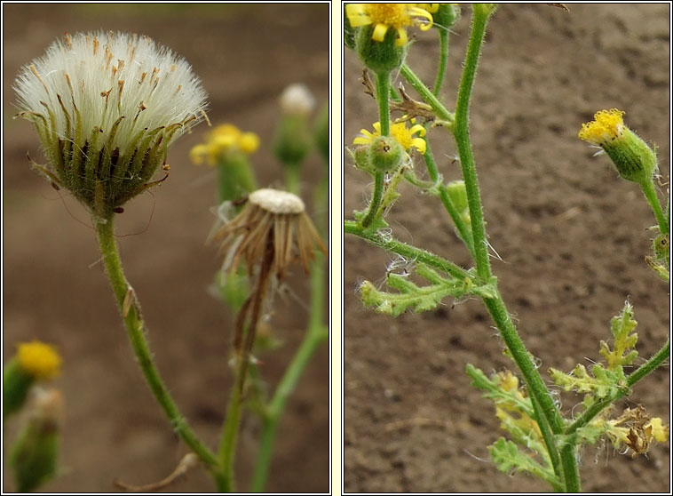 Sticky Groundsel, Senecio viscosus, Grnlas greamaitheach