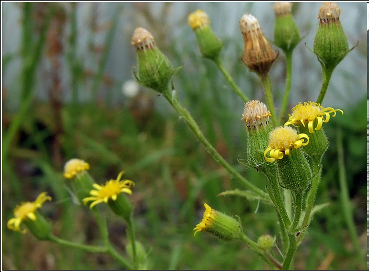 Sticky Groundsel, Senecio viscosus, Grnlas greamaitheach