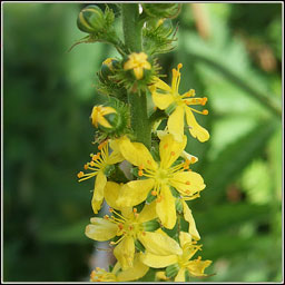 Fragrant Agrimony, Agrimonia procera, Marbhdhraighean cumhra