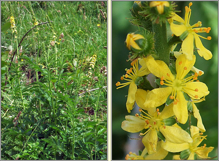 Fragrant Agrimony, Agrimonia procera, Marbhdhraighean cumhra