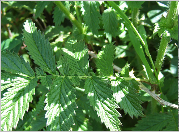 Fragrant Agrimony, Agrimonia procera, Marbhdhraighean cumhra