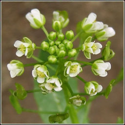 Field Penny-cress, Thlaspi arvense, Praiseach fhia