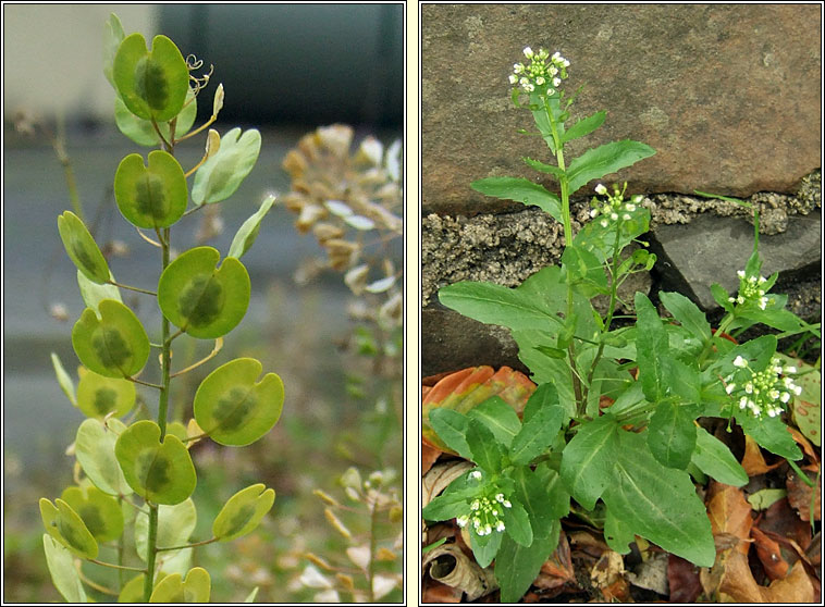 Field Penny-cress, Thlaspi arvense, Praiseach fhia