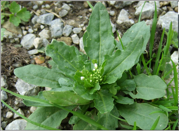 Field Penny-cress, Thlaspi arvense, Praiseach fhia