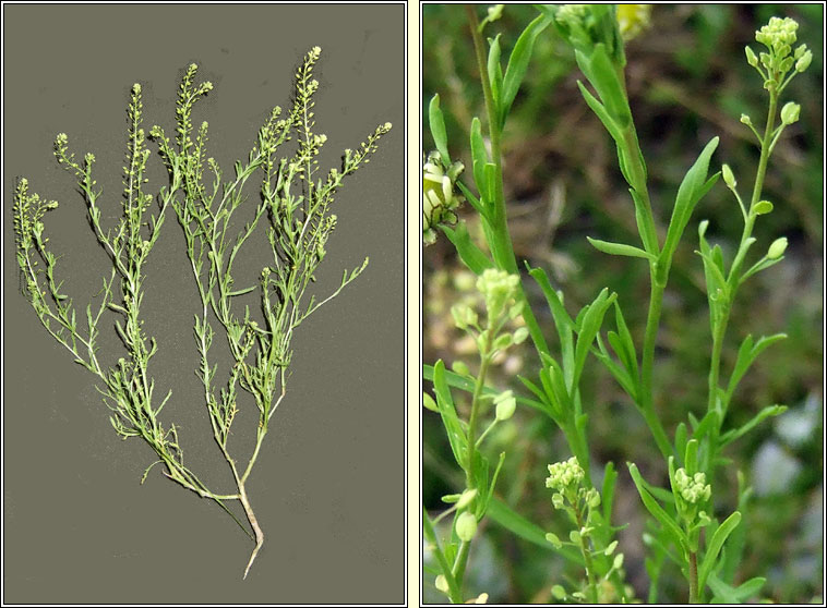 Narrow-leaved Pepperwort, Lepidium ruderale