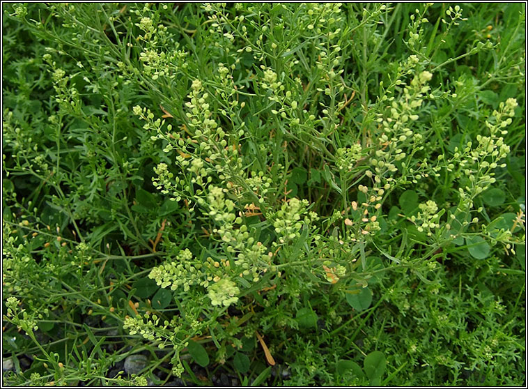 Narrow-leaved Pepperwort, Lepidium ruderale