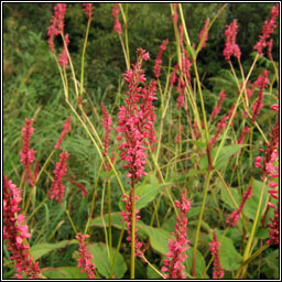 Red Bistort, Persicaria amplexicaulis, Stinse dearg