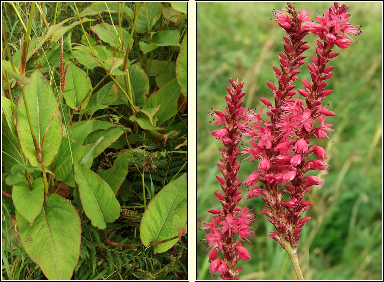 Red Bistort, Persicaria amplexicaulis, Stinse dearg