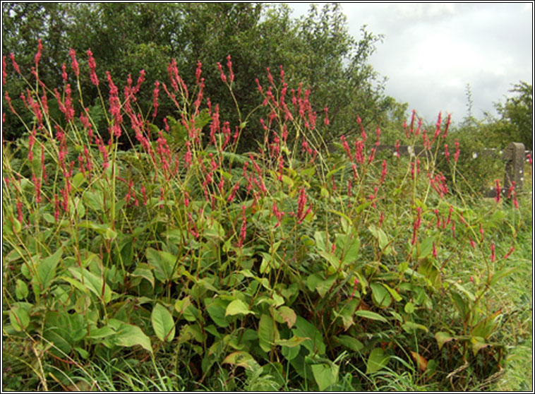 Red Bistort, Persicaria amplexicaulis, Stinse dearg