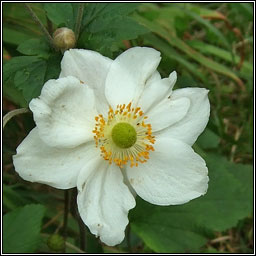 Japanese Anemone, Anemone x hybrida