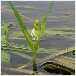 Unbranched Bur-reed, Sparganium emersum, Rsheisc lom