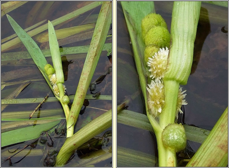 Unbranched Bur-reed, Sparganium emersum, Rsheisc lom