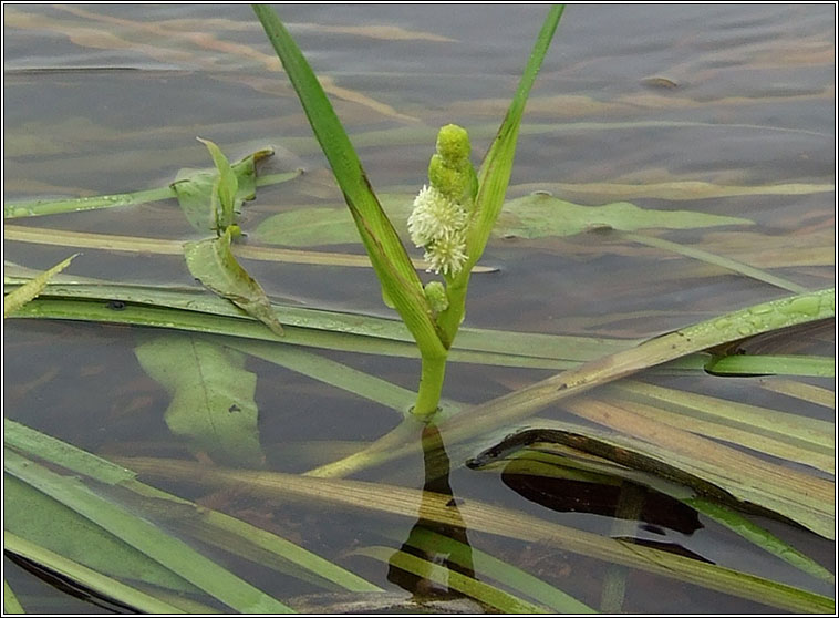 Unbranched Bur-reed, Sparganium emersum, Rsheisc lom