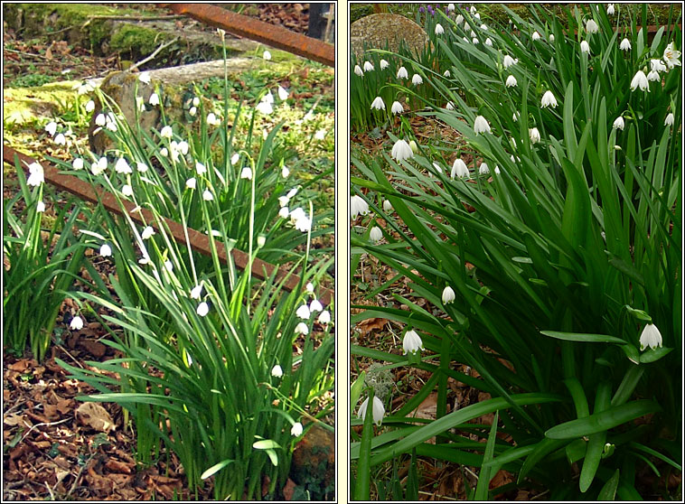 Spring Snowflake, Leucojum vernum