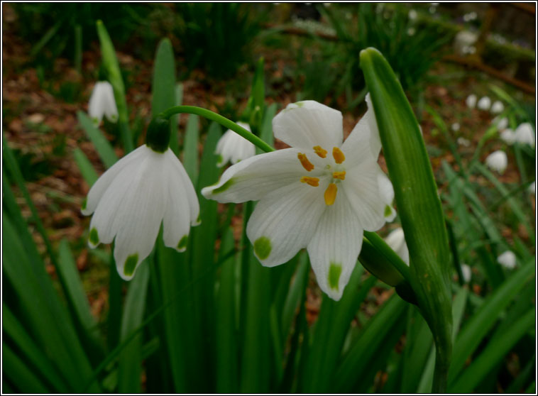 Spring Snowflake, Leucojum vernum