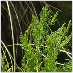 Wild Asparagus, Asparagus prostratus, Lus sgach