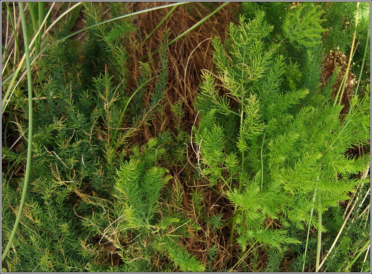 Wild Asparagus, Asparagus prostratus, Lus sgach