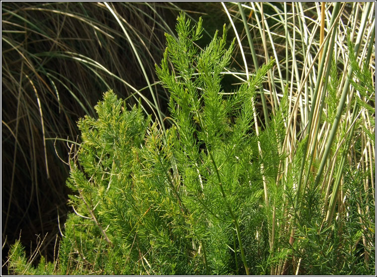 Wild Asparagus, Asparagus prostratus, Lus sgach