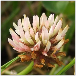 Strawberry Clover, Trifolium fragiferum, Seamair mhogallach