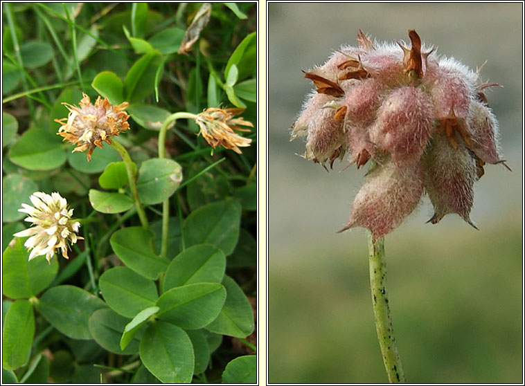 Strawberry Clover, Trifolium fragiferum, Seamair mhogallach