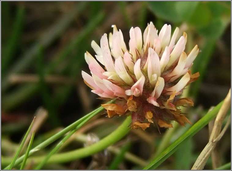 Strawberry Clover, Trifolium fragiferum, Seamair mhogallach