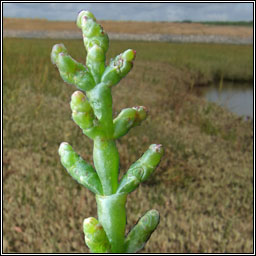 Common Glasswort, Salicornia europaea