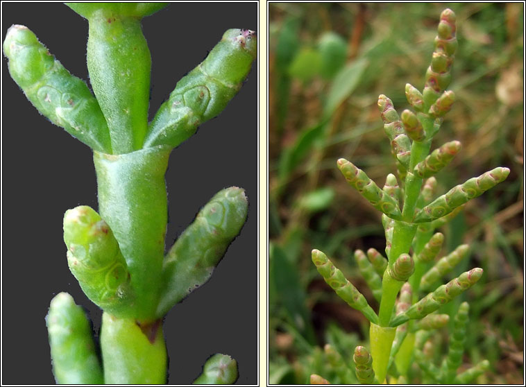 Common Glasswort, Salicornia europaea