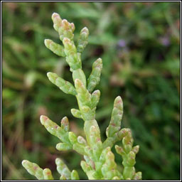 One-flowered Glasswort, Salicornia pusilla