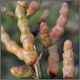 Purple Glasswort, Salicornia ramosissima