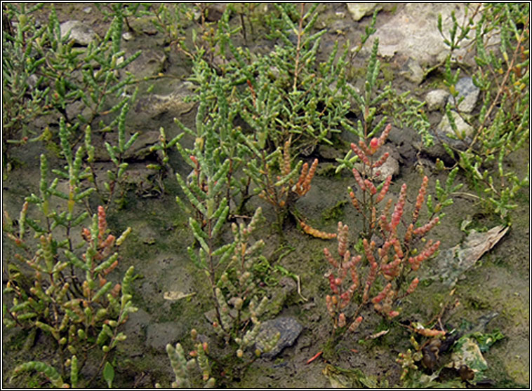 Purple Glasswort, Salicornia ramosissima