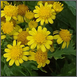 Common Ragwort x subsp dunensis