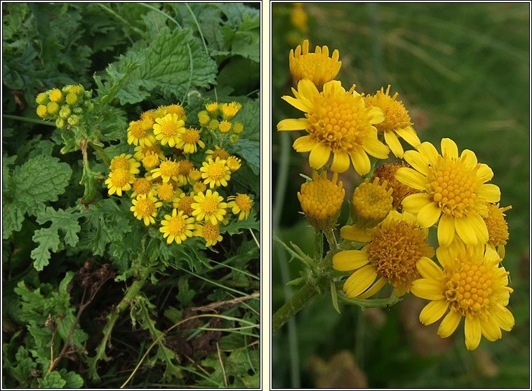 Common Ragwort x subsp dunensis