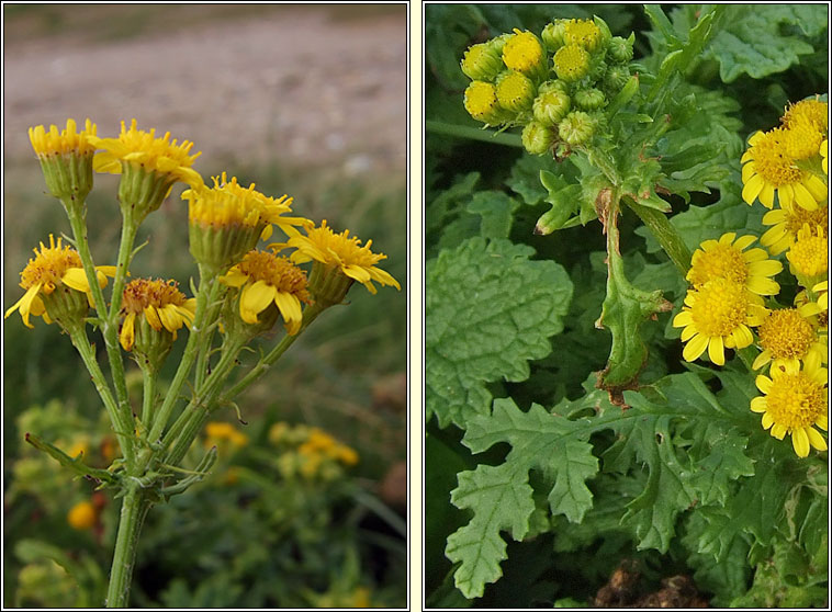 Common Ragwort x subsp dunensis