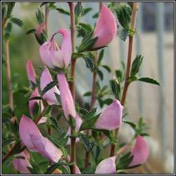 Spiny Restharrow, Ononis spinosa