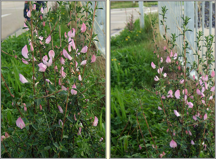 Spiny Restharrow, Ononis spinosa