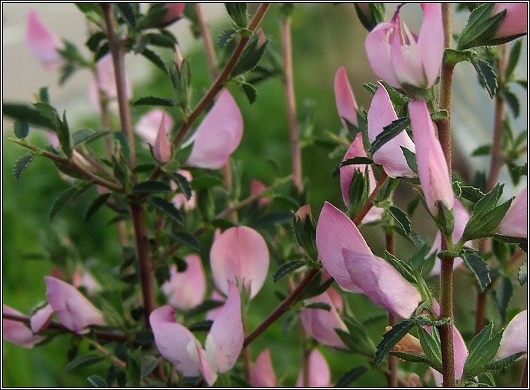 Spiny Restharrow, Ononis spinosa