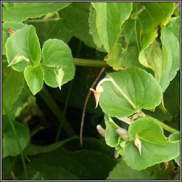 Viola x intersita, Viola canina x riviniana