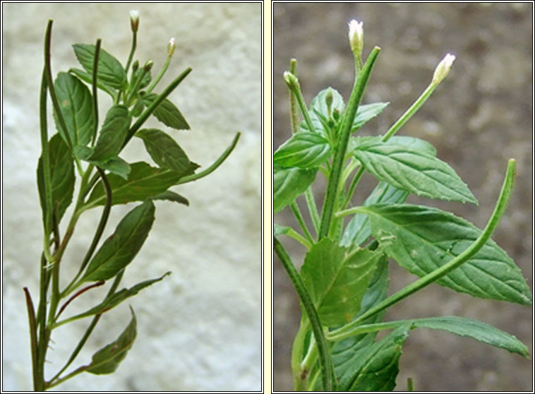 Pale Willowherb, Epilobium roseum, Saileachn gasach