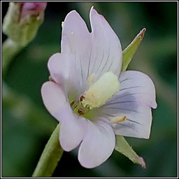 Square-stalked Willowherb, Epilobium tetragonum