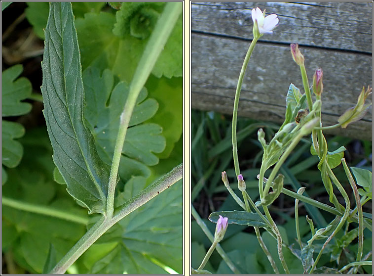 Square-stalked Willowherb, Epilobium tetragonum