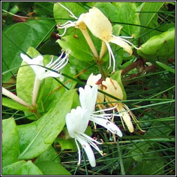 Japanese Honeysuckle, Lonicera japonica