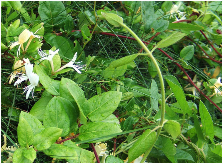 Japanese Honeysuckle, Lonicera japonica