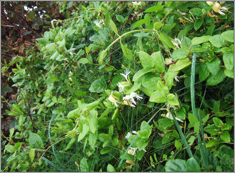 Japanese Honeysuckle, Lonicera japonica