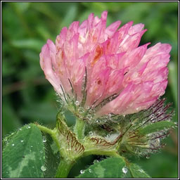 Red Clover, Trifolium pratense var sativum