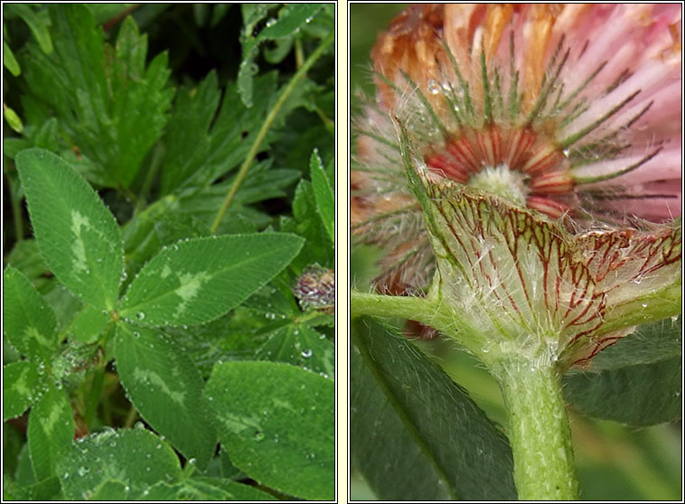 Red Clover, Trifolium pratense var sativum