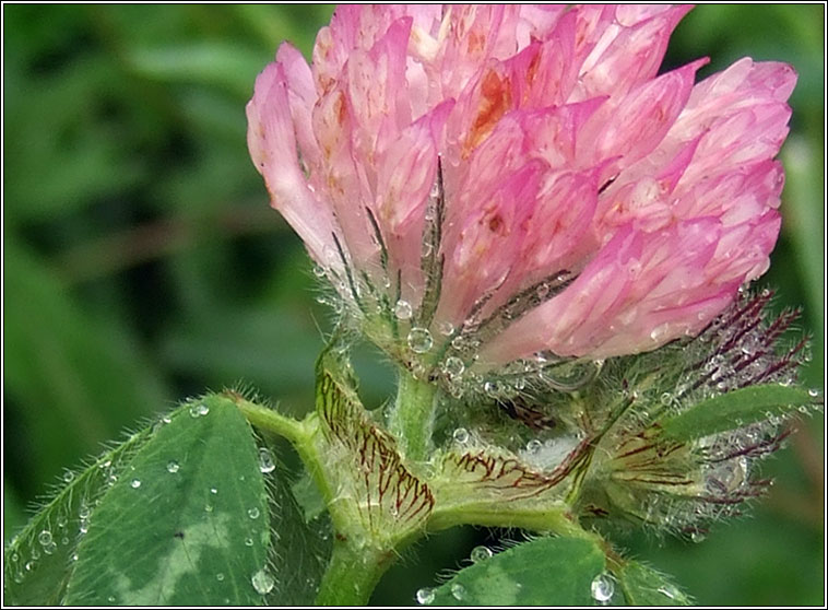 Red Clover, Trifolium pratense var sativum