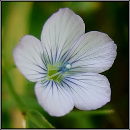 Pale Flax, Linum bienne, Lon beag